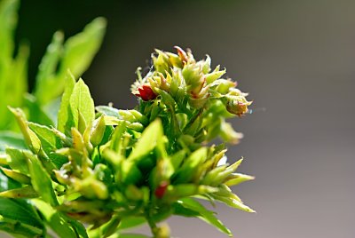 Gleditsia triacanthos 'Goofy' - dřezovec trojtrnný - květenství